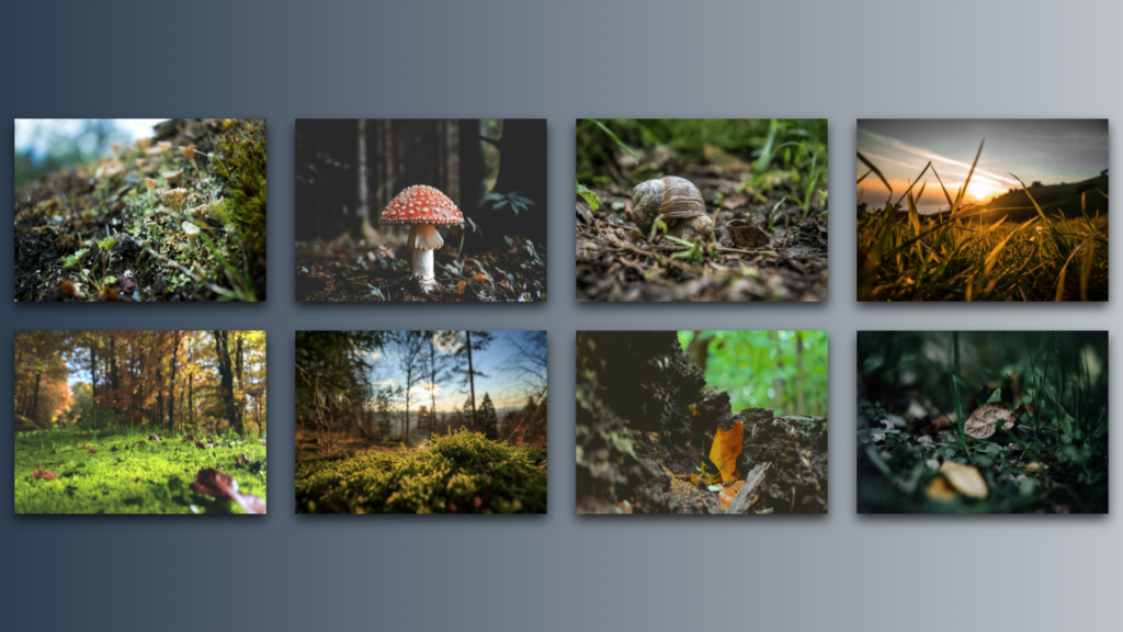 CSS Grid Layout for an Image Grid