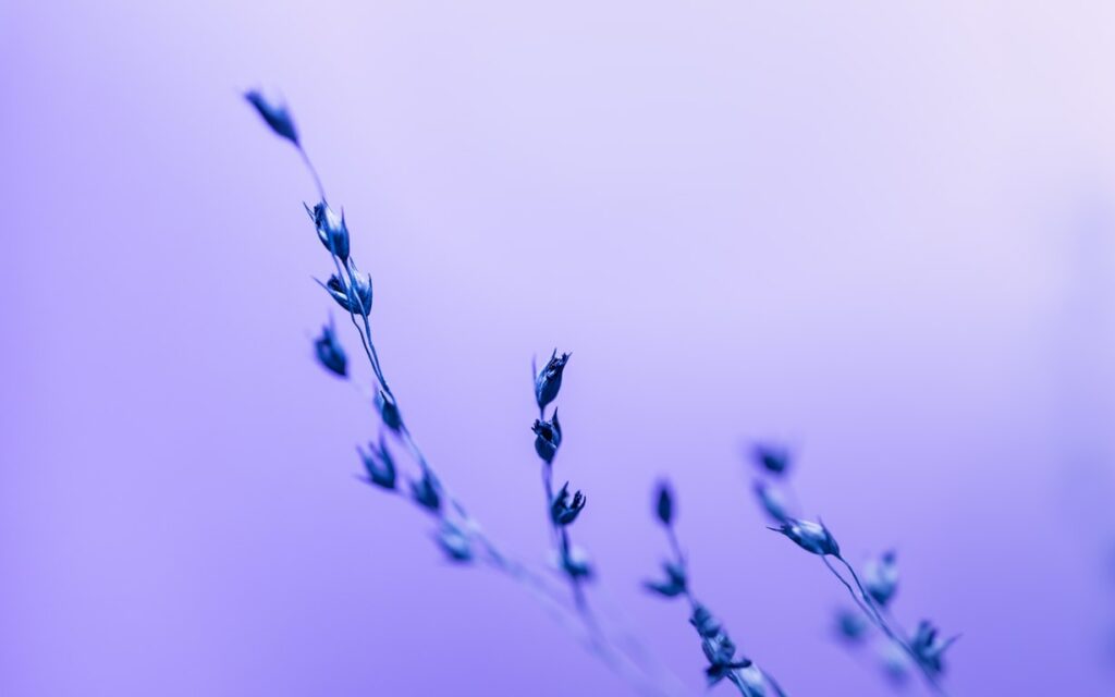 Purple Background With Flower Without CSS Mask Layer